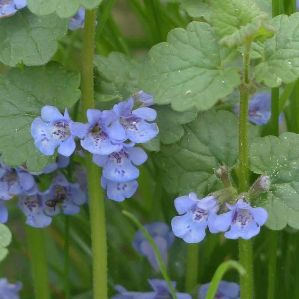 Ground Ivy - (Glechoma Hederacea) Seeds