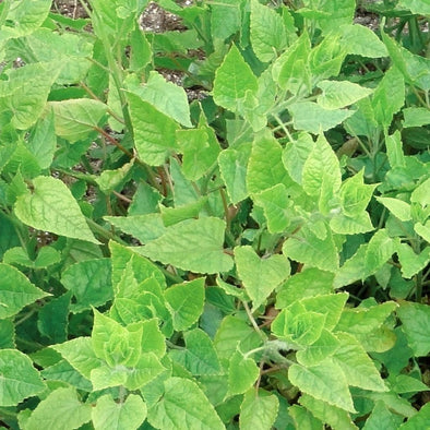 Hablitzia 'Caucasian Mountain Spinach' - (Hablitzia tamnoides) seeds - amkha-seed.myshopify.com