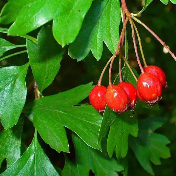 Hawthorn Common - (Crataegus Monogyna) Seeds