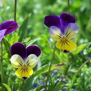 Heartsease - (Viola Tricolor) Seeds