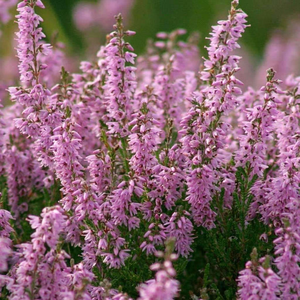 Heather Common - (Calluna Vulgaris) Seeds