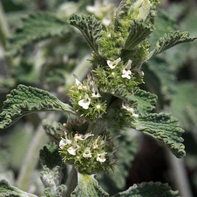 Horehound - (Marrubium Vulgare) Seeds