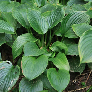 Hosta Blue - (Hosta Ventricosa) Seeds