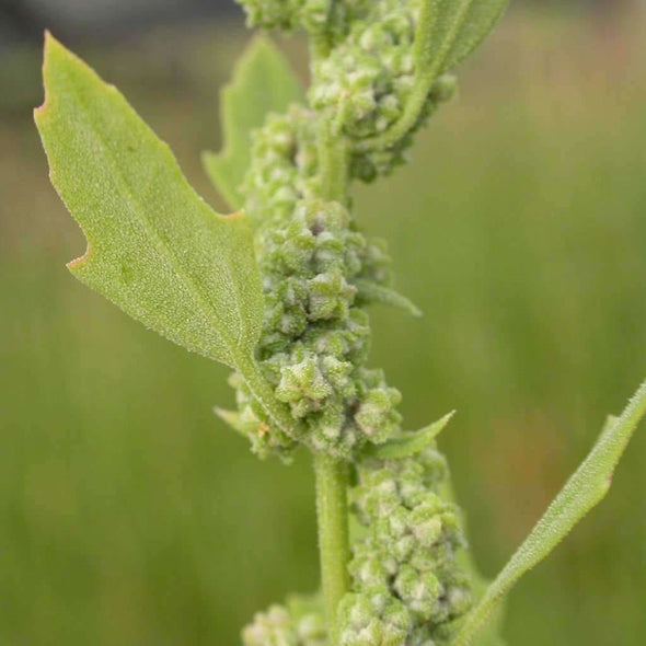 Huauzontli - (Chenopodium Berlandieri) Seeds