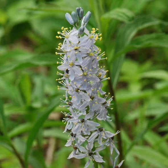 Hyacinth Wild - (Camassia Scilloides) Seeds