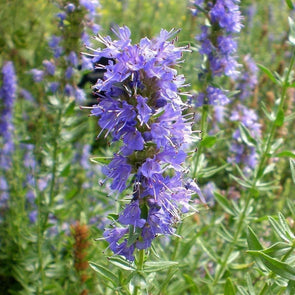 Hyssop - (Hyssopus Officinalis) Seeds