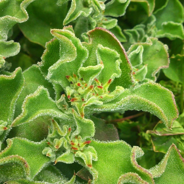 Ice Plant 'crystalline' (common) - (Mesembryanthemum crystallinum) seeds - amkha-seed.myshopify.com