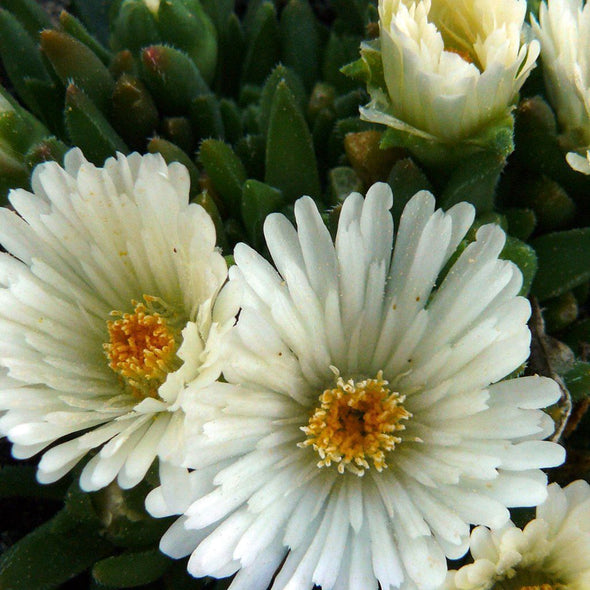 Ice Plant (hardy) 'common' - (Delosperma congestum) seeds - amkha-seed.myshopify.com