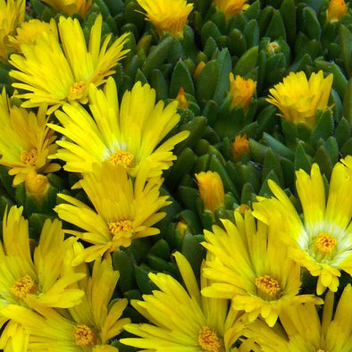 Seeds for Gold Nugget Hardy Ice Plant | Delosperma congestum | Amkha Seed