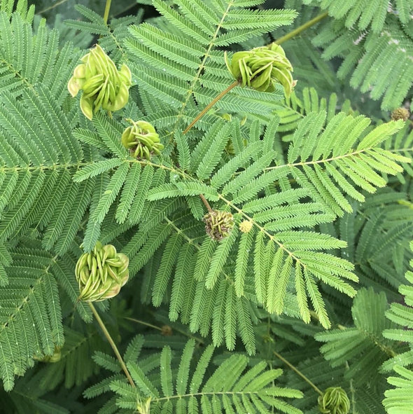 Illinois Bundleflower - (Desmanthus Illinoensis) Seeds