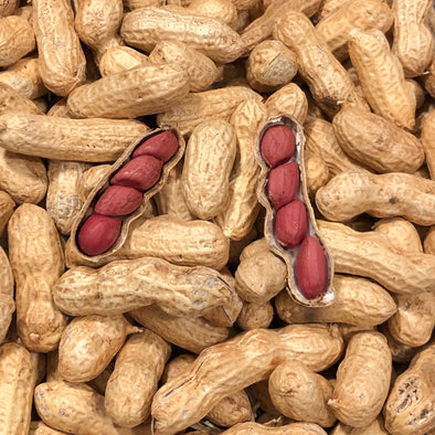 Peanuts 'Tennessee Red' - (Arachis hypogaea) seeds - amkha-seed.myshopify.com