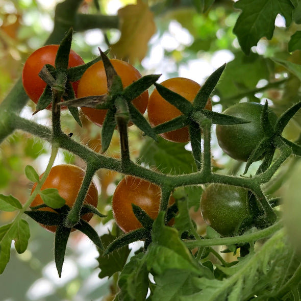 Wild Tomato 'Galapagos Tomato' - (Solanum cheesmaniae) seeds - amkha-seed.myshopify.com