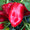 Pepper (sweet) 'Little Bells' - (Capsicum annuum) - OSSI seeds - amkha-seed.myshopify.com
