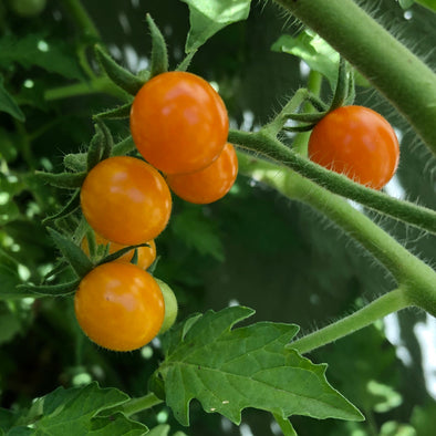 Wild Tomato 'Galapagos Tomato' - (Solanum cheesmaniae) seeds - amkha-seed.myshopify.com