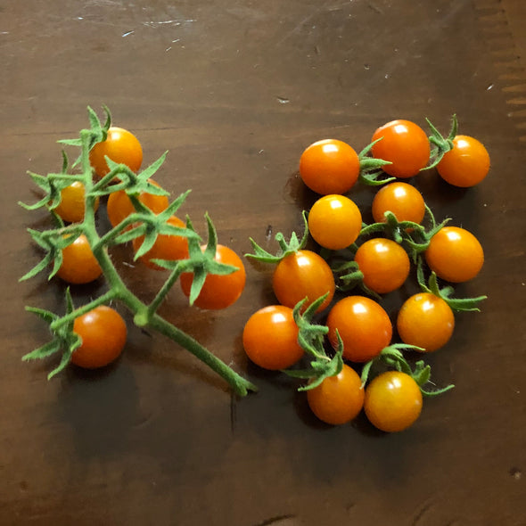 Wild Tomato 'Galapagos Tomato' - (Solanum cheesmaniae) seeds - amkha-seed.myshopify.com