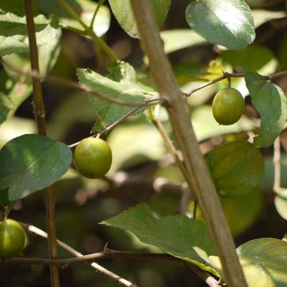 Indian Jujube - (Ziziphus Mauritiana) Seeds