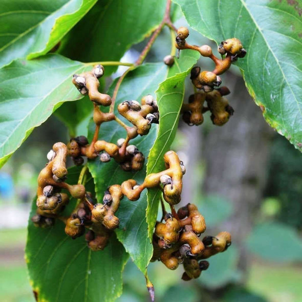 Japanese Raisin Tree - (Hovenia Dulcis) Seeds