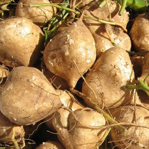 Jicama True Jicama - (Pachyrhizus Erosus) Seeds