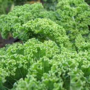 Kale Dwarf Blue Curled Scotch - (Brassica Oleracea Acephala) Seeds