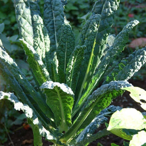 Kale Lacinato - (Brassica Oleracea Acephala) Seeds