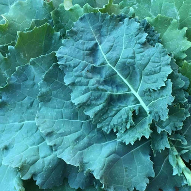 Kale Premier - (Brassica Oleracea Acephala) Seeds