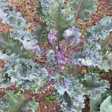 Kale Red Russian - (Brassica Oleracea Acephala) Seeds