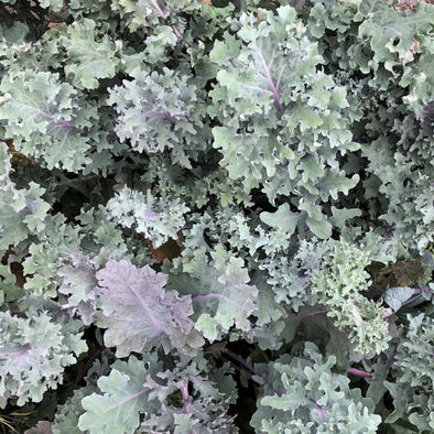 Kale Red Ursa - (Brassica Oleracea Acephala) - Ossi Seeds