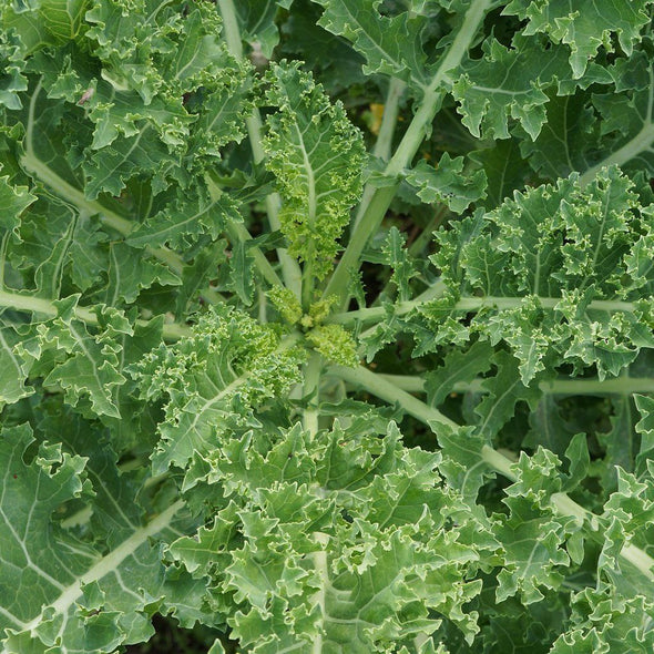Kale 'Siberian' - (Brassica oleracea 'acephala') seeds - amkha-seed.myshopify.com