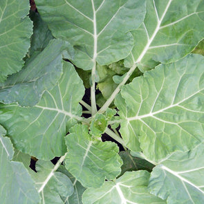 Kale Tronchuda - (Brassica Oleracea Acephala) Seeds