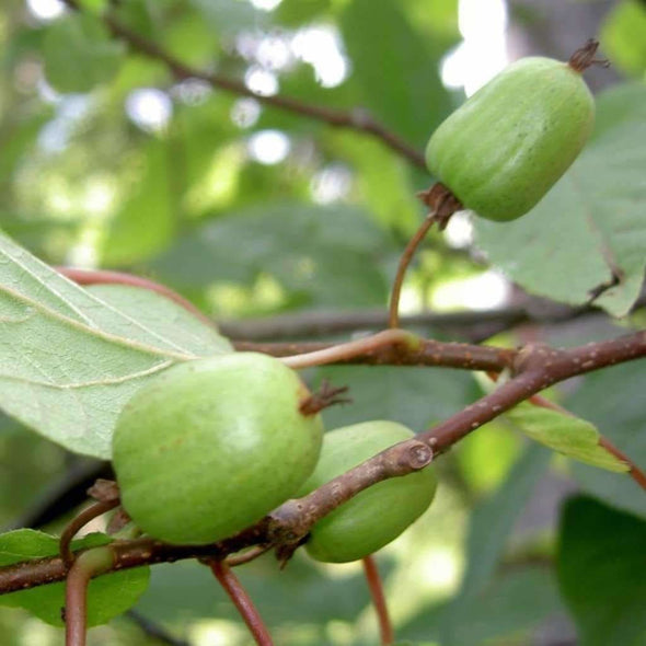 Kiwi Vine - (Actinidia Kolomikta) Seeds