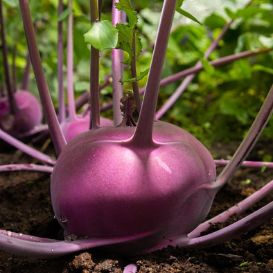 Kohlrabi Azur Star - (Brassica Oleracea Gongylodes) Seeds