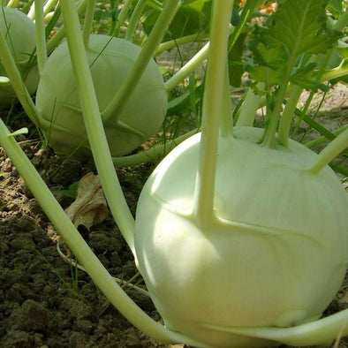 Kohlrabi Superschmelz - (Brassica Oleracea Gongylodes) Seeds