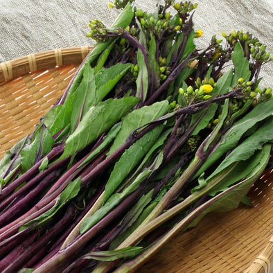 Kosaitai (Purple Stem Flowering Brassica) - (Brassica Rapa Purpurea) Seeds