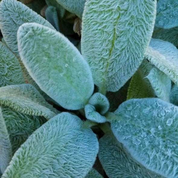 Lambs-Ears - (Stachys Byzantina Lanata) Seeds