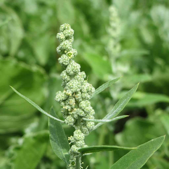 Lambs Quarters - (Chenopodium Album) Seeds