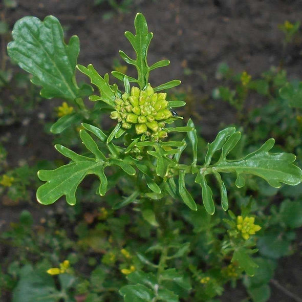 Land Cress - (Barbarea Verna) Seeds