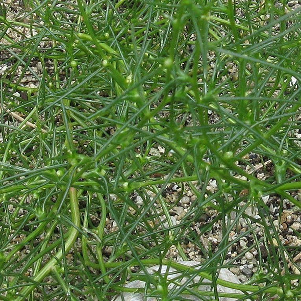 Land Seaweed (Oka Hijiki) - (Salsola komarovi) seeds - amkha-seed.myshopify.com