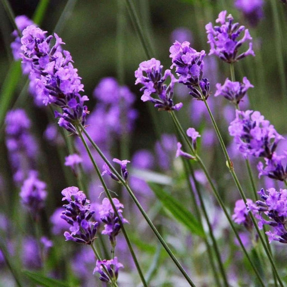 Lavender English - (Lavandula Angustifolia) Seeds