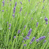 Lavender 'Hidcote' - (Lavandula angustifolia) seeds - amkha-seed.myshopify.com