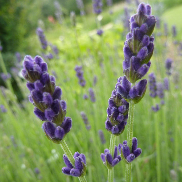 Lavender 'Hidcote' - (Lavandula angustifolia) seeds - amkha-seed.myshopify.com