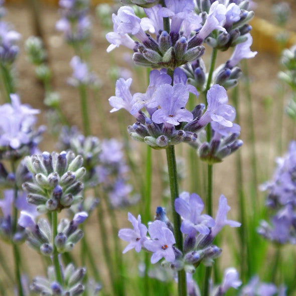 Lavender 'Munstead' - (Lavandula angustifolia) seeds - amkha-seed.myshopify.com