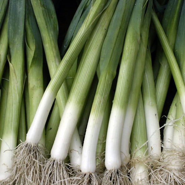 Leek King Richard - (Allium Porrum) Seeds