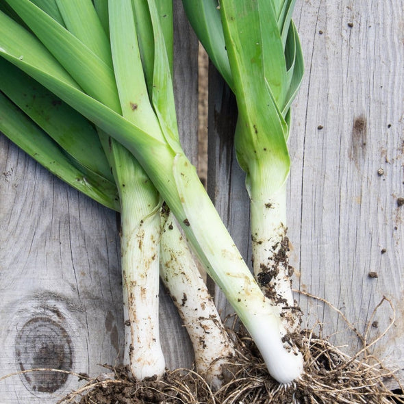 Leek Tadorna - (Allium Porrum) Seeds