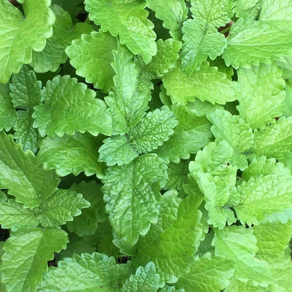 Lemon Balm - (Melissa Officinalis) Seeds