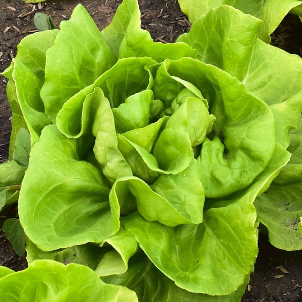 Lettuce (Butterhead) Buttercrunch - (Lactuca Sativa) Seeds