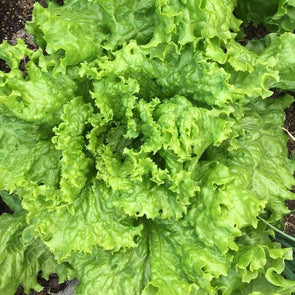Lettuce (Leaf) Grand Rapids Tbr - (Lactuca Sativa Crispa) Seeds