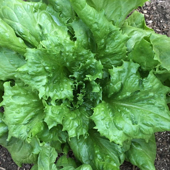Lettuce (Leaf) Jack Ice - (Lactuca Sativa) Seeds