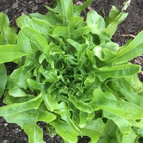 Lettuce (Leaf) Oakleaf - (Lactuca Sativa) Seeds