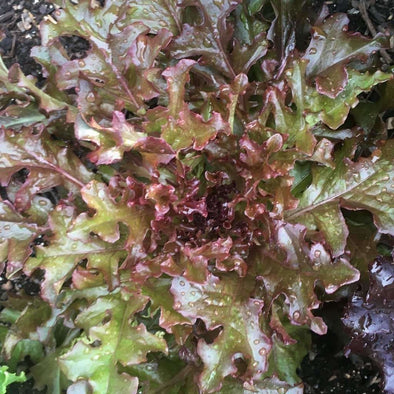 Lettuce (Leaf) Red Salad Bowl - (Lactuca Sativa) Seeds
