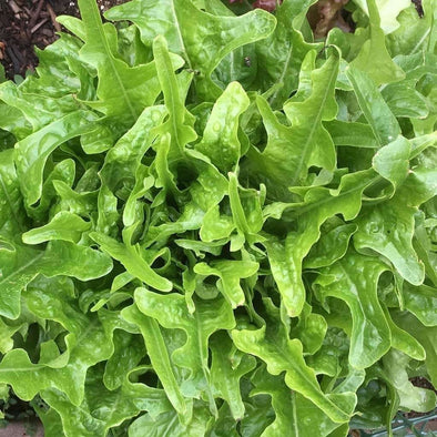 Lettuce (Leaf) Royal Oakleaf - (Lactuca Sativa) Seeds